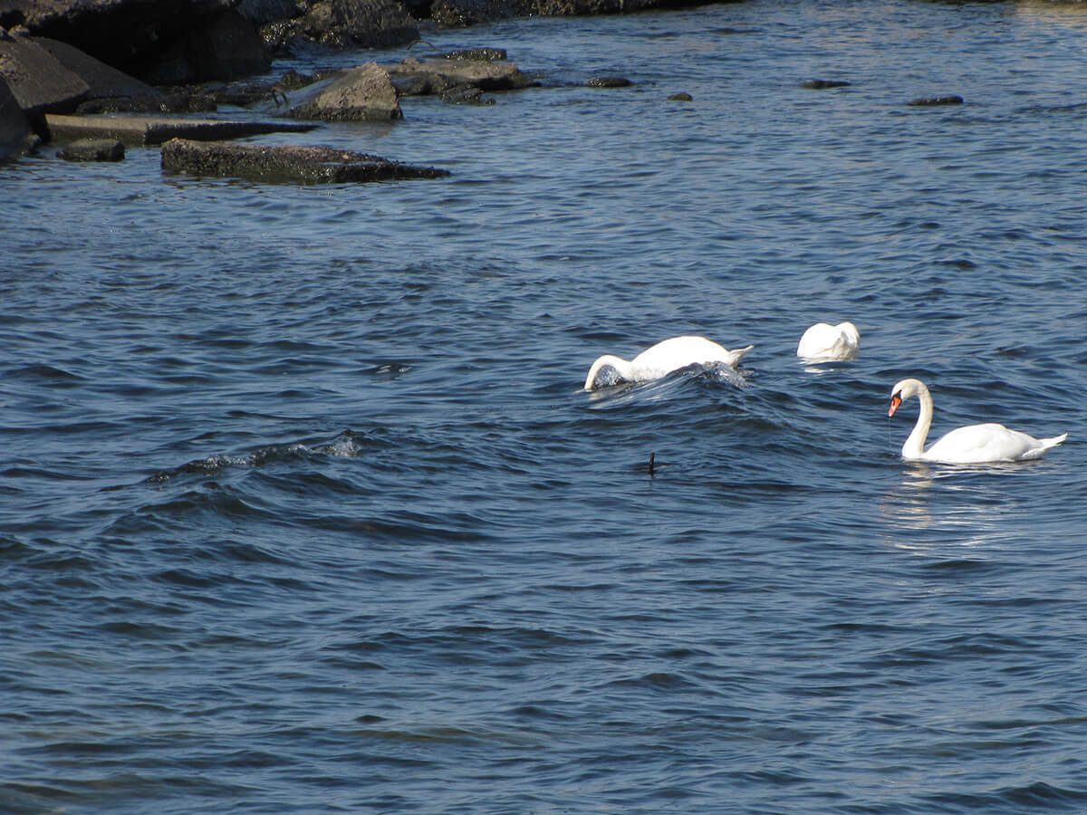 Fort zapadnyj lebedi