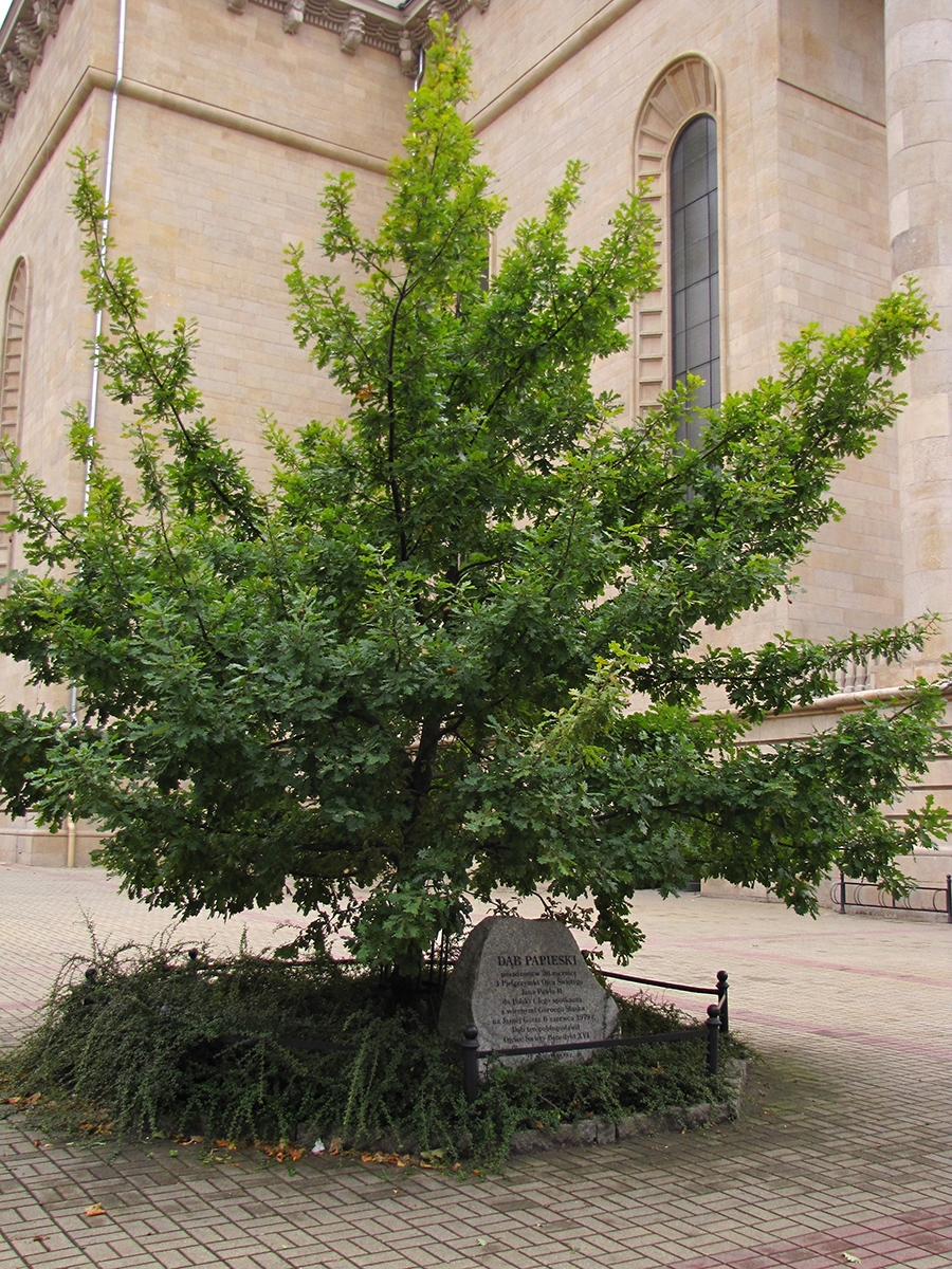 Katowice dab papieski