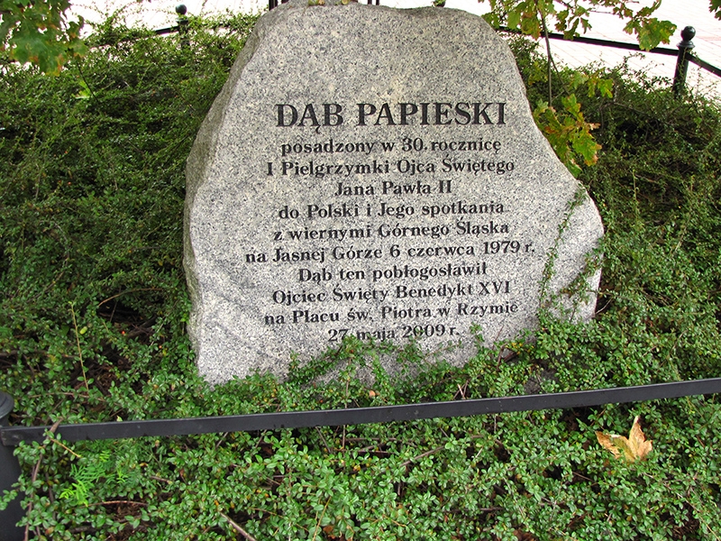 Katowice dab papieski