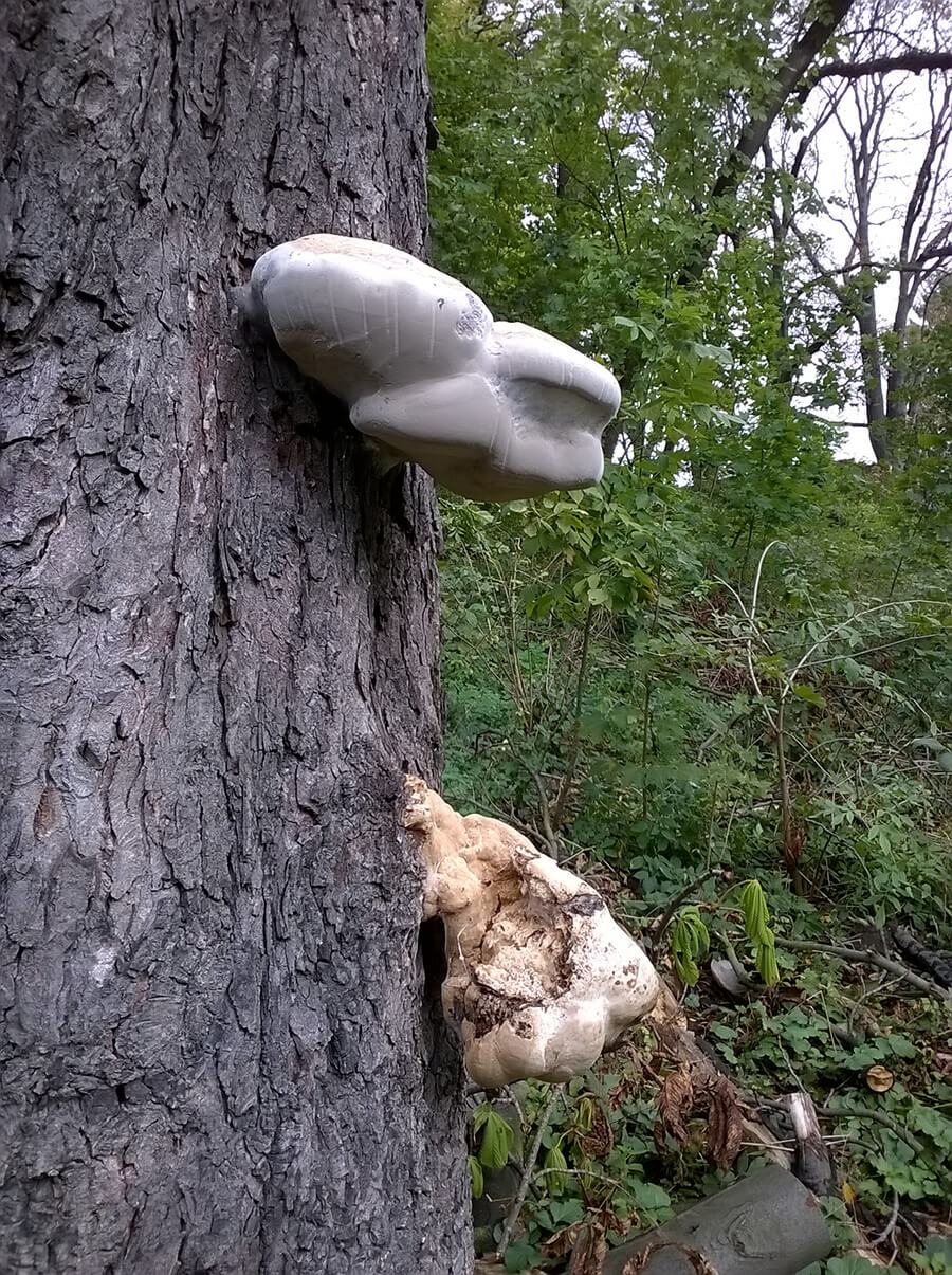 Gljiva trud
