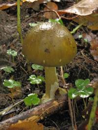 Gierloz forest mushroom