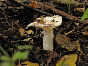 Gierloz forest mushroom