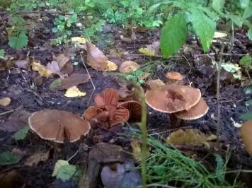 Gierloz forest mushroom
