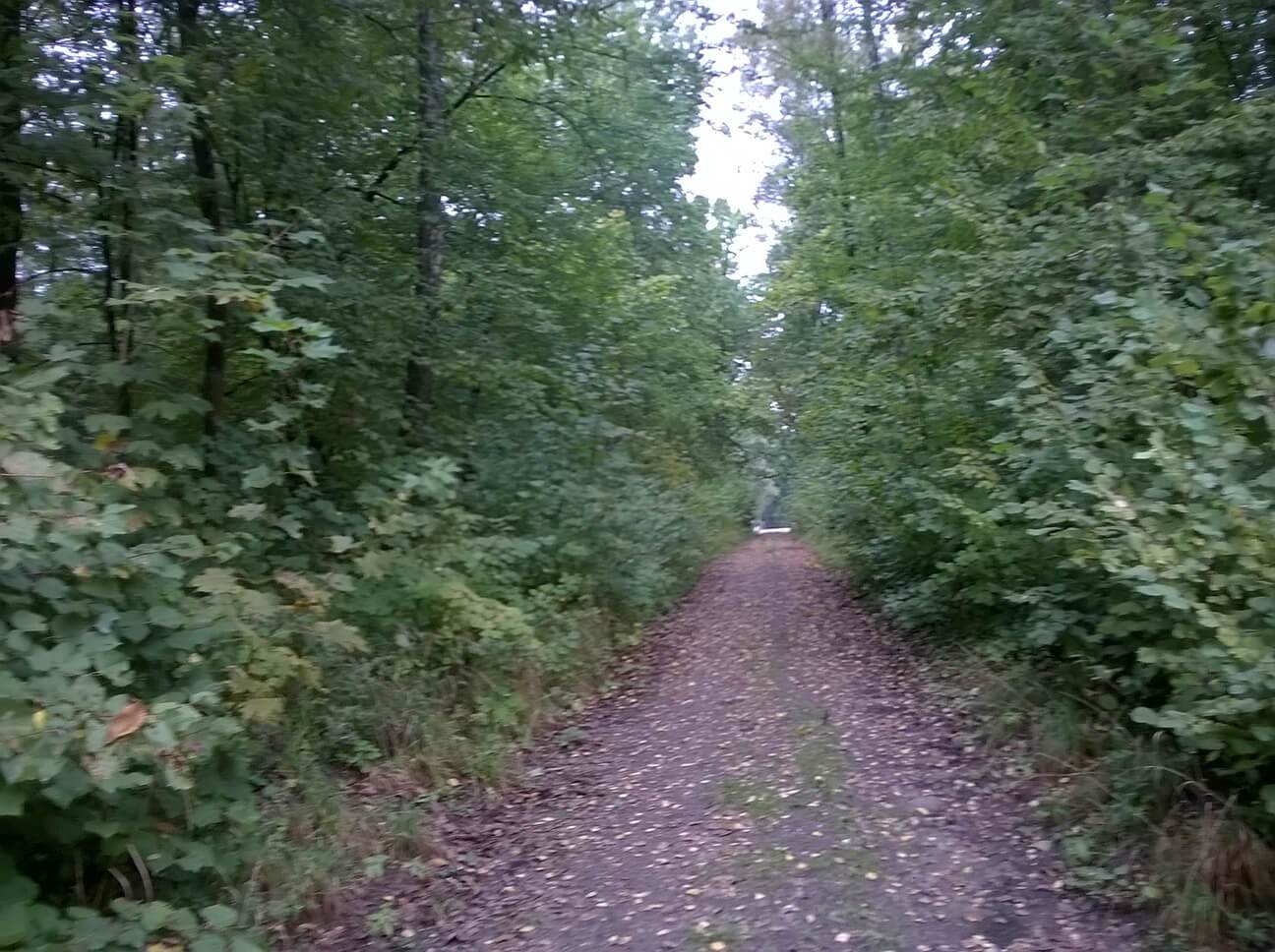 Vučja jazbina - Staza