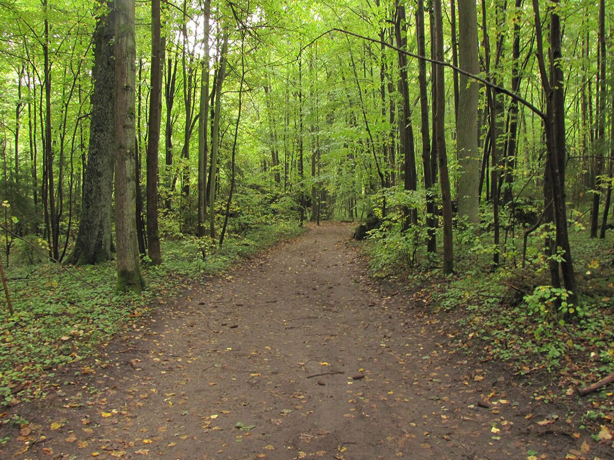 Vučja jazbina - Staza